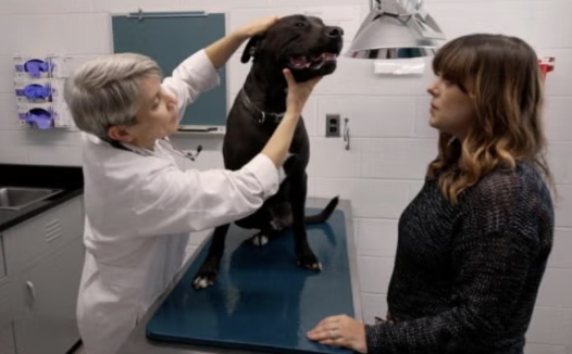 宾大衍生公司Vetigenics融资600万美元,专注宠物疾病治疗